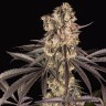 семена конопли москва Runtz Muffin feminised Ganja Seeds