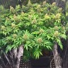 семена конопли курьером Early Skunk feminised Ganja Live Seeds