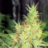 семена конопли для курения Early Skunk feminised Ganja Live Seeds