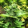 семена конопли Durban Poison feminised Ganja Live Seeds