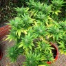 недорогие семена конопли Durban Poison feminised Ganja Live Seeds