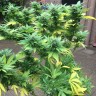качественные семена конопли Durban Poison feminised Ganja Live Seeds