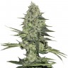  Easy Ryder feminised Ganja Seeds купить