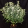  Easy Ryder feminised Ganja Seeds заказать