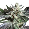 заказать семена конопли Sugar Black Rose feminised Ganja Seeds