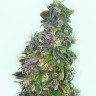 заказ семян конопли Киев Mazar feminised Ganja Seeds