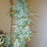 мощные семена конопли Russian Snow feminised Ganja Seeds