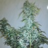 семена конопли в фирменной упаковке Russian Snow feminised Ganja Seeds