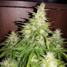 семена конопли в оригинальных упаковках Auto GT regular Ganja Seeds
