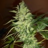 регулярные семена конопли купить Auto GT regular Ganja Seeds