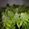 семена конопли для курения Auto Caramelino feminised Victory Seeds