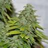 семена конопли элитных сортов Auto Caramelino feminised Victory Seeds