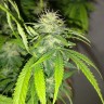 семена конопли аутдор Auto Caramelino feminised Victory Seeds