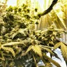 Фотопериодные сорта конопли Flowershell Bomb feminised Ganja Live Seeds