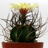 Недорогие семена кактусов Astrophytum niveum nudum pp 397