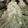 Семена конопли Bad Azz Kush feminised Ganja Seeds