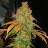Семена Bad Azz Kush feminised Ganja Seeds
