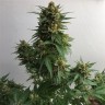купить семенам конопли Sweet Cheese feminised Ganja Seeds