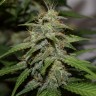 семена конопли в интернете Auto Cheese feminised Victory Seeds