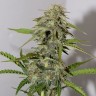 семена конопли гидропоники Auto Cheese feminised Victory Seeds