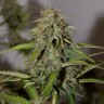 семена конопли с доставкой Auto Cheese feminised Victory Seeds