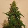 феминизированные сорта конопли  Gelato feminised Ganja Live Seeds