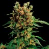 California Hash Plant feminised GanjaLiveSeeds недорого