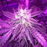 семена конопли гидропоники Auto Blue Mystic regular Ganja Seeds