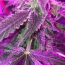 семена конопли с доставкой Auto Blue Mystic regular Ganja Seeds