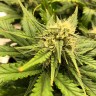 мощные семена конопли Auto Chocolope feminised Victory Seeds