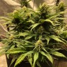 семена конопли в фирменной упаковке Auto Chocolope feminised Victory Seeds