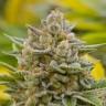 Качественные семена конопли Grapefruit Alpha Dog feminised Ganja Live Seeds