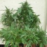 Качественные семена конопли Grapefruit Alpha Dog feminised Ganja Live Seeds