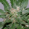 Качественные семена конопли Grapefruit Alpha Dog feminised Ganja Live Seeds
