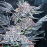 заказать семена конопли Tropicana Cookies feminised Ganja Seeds