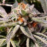 магазин семян конопли Tropicana Cookies feminised Ganja Seeds