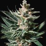 семена конопли интернете Tropicana Cookies feminised Ganja Seeds