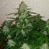 семена конопли в Украине Auto Nefertiti feminised Ganja Seeds