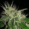 купить семена конопли Auto Nefertiti feminised Ganja Seeds