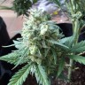 автоцветущие семена конопли Auto Chronic XXL feminised Victory Seeds
