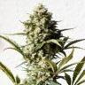 семена конопли f1 в оригинальной упаковке Auto Chronic XXL feminised Victory Seeds