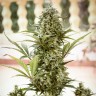 семена сортовой конопли Auto Chronic XXL feminised Victory Seeds