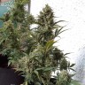 семена конопли феминизированные Auto Chronic XXL feminised Victory Seeds