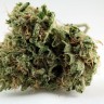 Купить семена конопли Grapefruit Diesel feminised Ganja Live Seeds