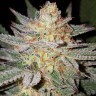 Семена конопли Grapefruit Diesel feminised Ganja Live Seeds