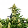 Качественные семена конопли Grapefruit Diesel feminised Ganja Live Seeds