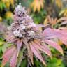 ​​семена конопли Watermelon Zkittlez feminised Ganja Seeds