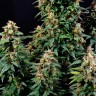 ​​купить семена конопли Watermelon Zkittlez feminised Ganja Seeds