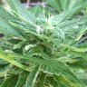 купить семена конопли в интернете Auto New York City feminised