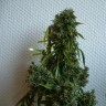качественные семена конопли Kali Mist feminised Ganja Live Seeds